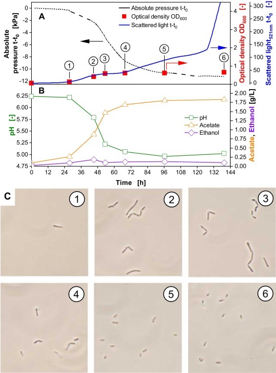 1-s2.0-S1369703X25002128-gr4