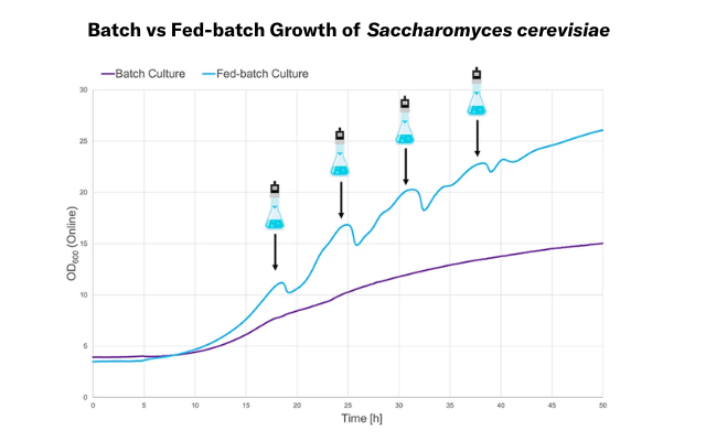 Batch vs fed-batch growth of Saccharomyces cerevisiae