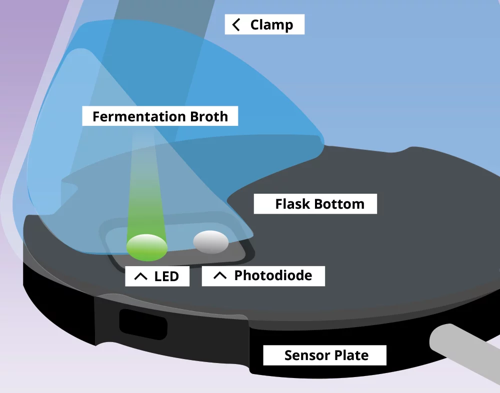 Biomass Measurement in Shake Flasks: A Comparison Between Optical Density and Backscatter Light