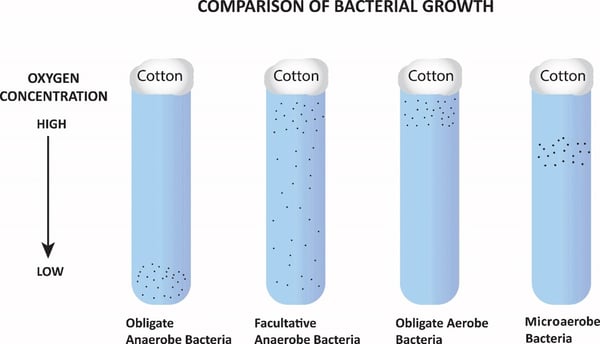 bacterial-growth-oxygen-concentration