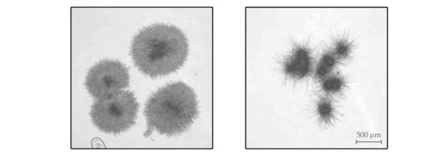 cell-morphology