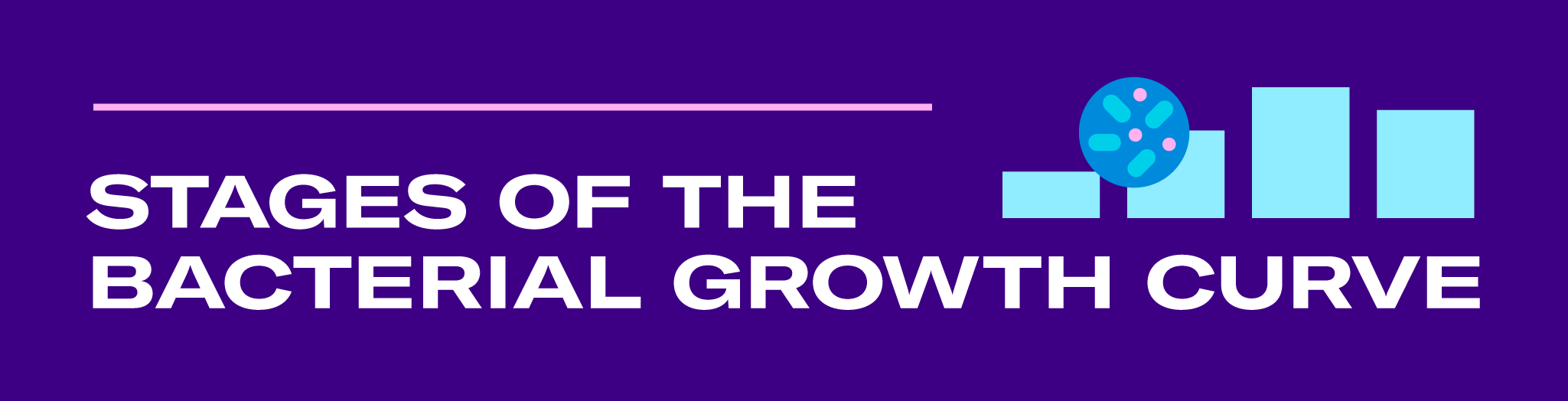 What are the Stages of the Bacterial Growth Curve?