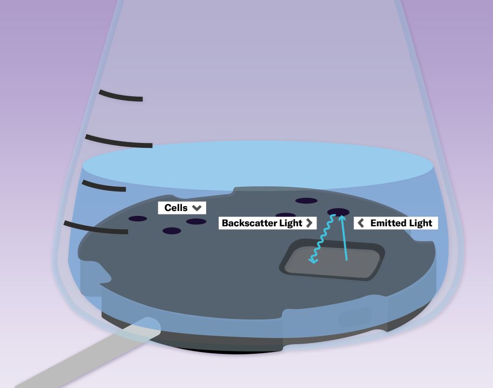 Biomass Monitoring by Backscattered Light