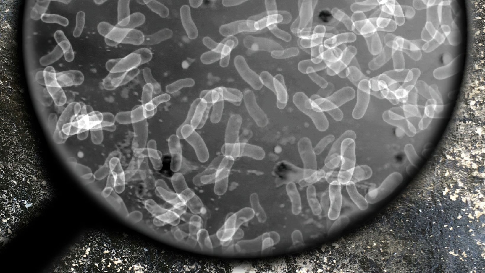 Prokaryotes vs. Eukaryotes