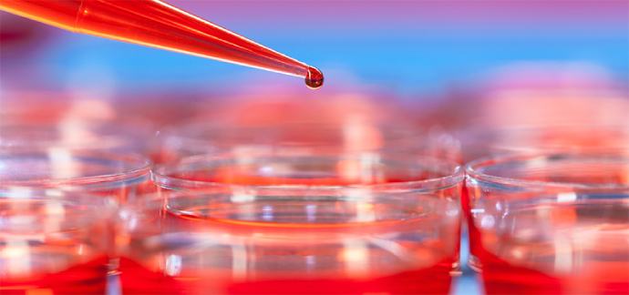 Cell Culture