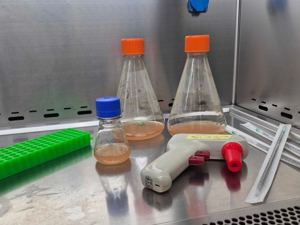 Unlocking the Potential of CHO Cell Line Development
