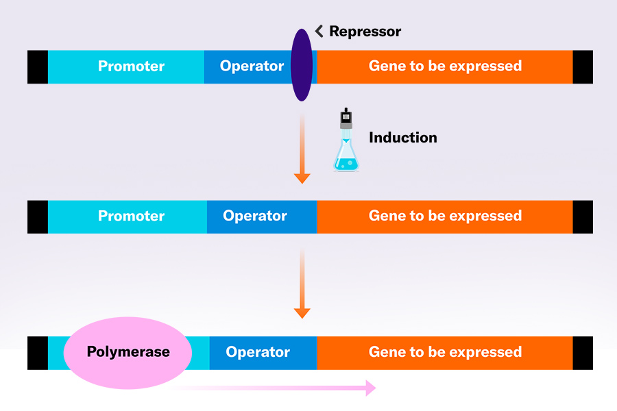 promotor-induction